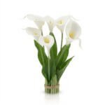 orchidèe blanche à poser