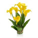 Orchidee jaune a poser